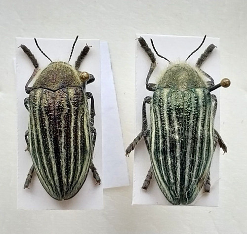 Buprestidae julodis andreae - julodis,