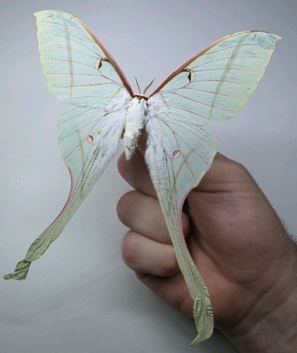 Actias rhodopneuma female - actias,