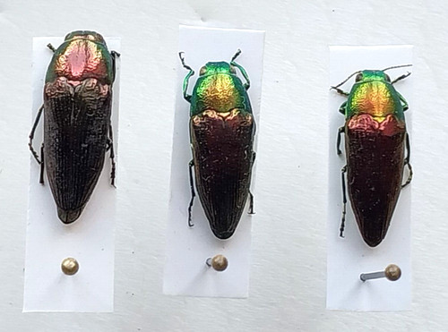 Buprestidae sphenoptera - buprestidae,,