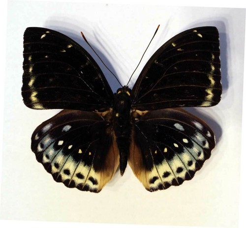 Lexias aegle miyatai - lexias,