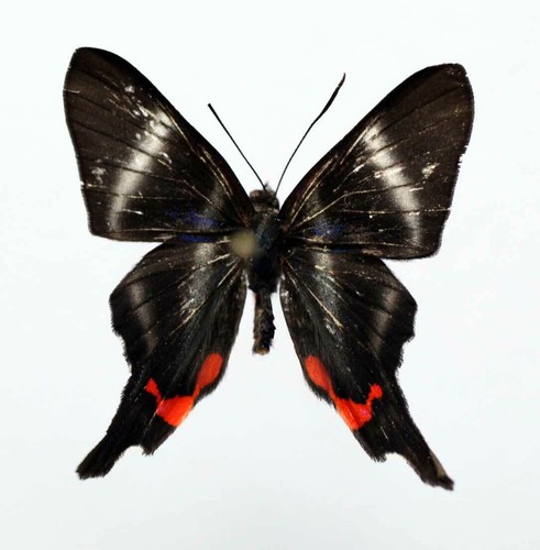 Rhetus periander aberation - -,