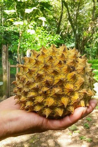 Annona purpurea soncoya ilama - purpurea,