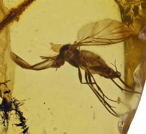 Ali diffuse mycetophilidae - ali,