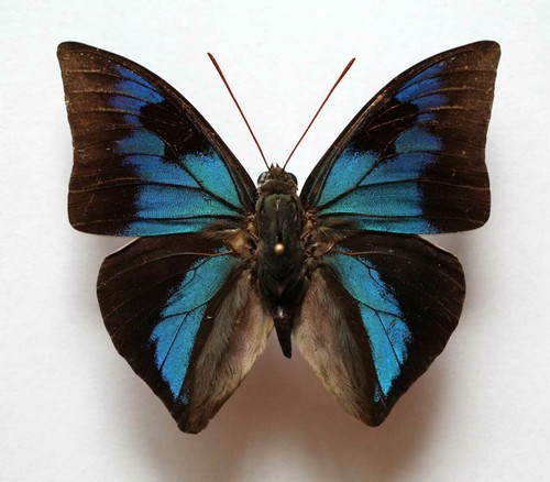 Anaeomorpha splendida - anaeomorpha,