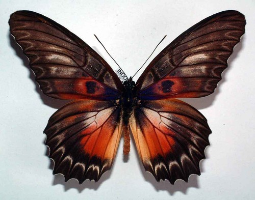 Cethosia myrina sarnada - cethosia,