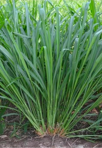 Semi erba ibrida - ibrida, makkhan