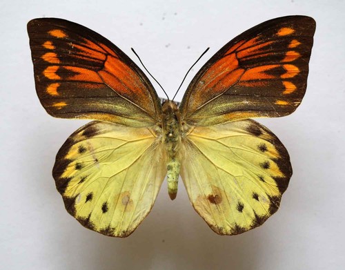 Hebomoia leucippe ssp - di, boano