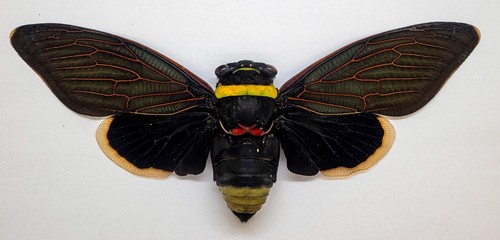 Cicada tacua speciosa - cicada,